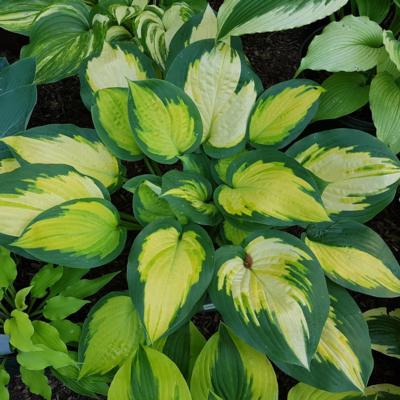 Hosta 'Forbidden Fruit'